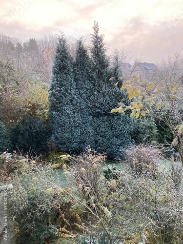 Fototapeta Naklejka Na Ścianę i Meble -  Ein schöner Morgen im Winter im Garten