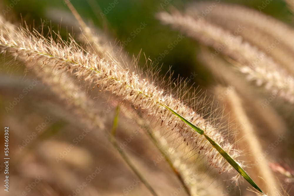 Beautiful background from the flowers of the grass beside the road.