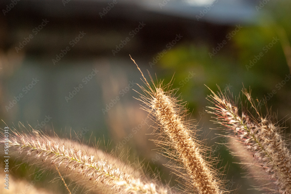 Beautiful background from the flowers of the grass beside the road.
