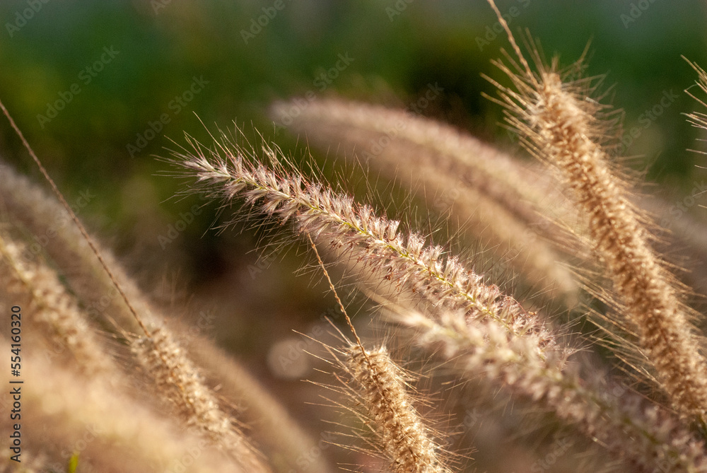 Beautiful background from the flowers of the grass beside the road.