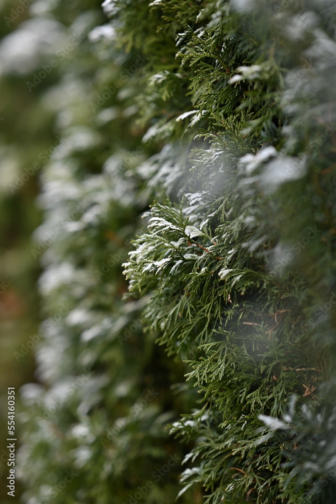 Thuja hedge with hoarfrost as a close up