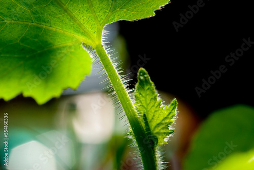 Close up the top of the cucumber focus on the young leaves..