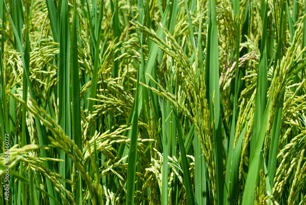 Background image from rice fields and paddy fields. Background image from rice fields and paddy fields.