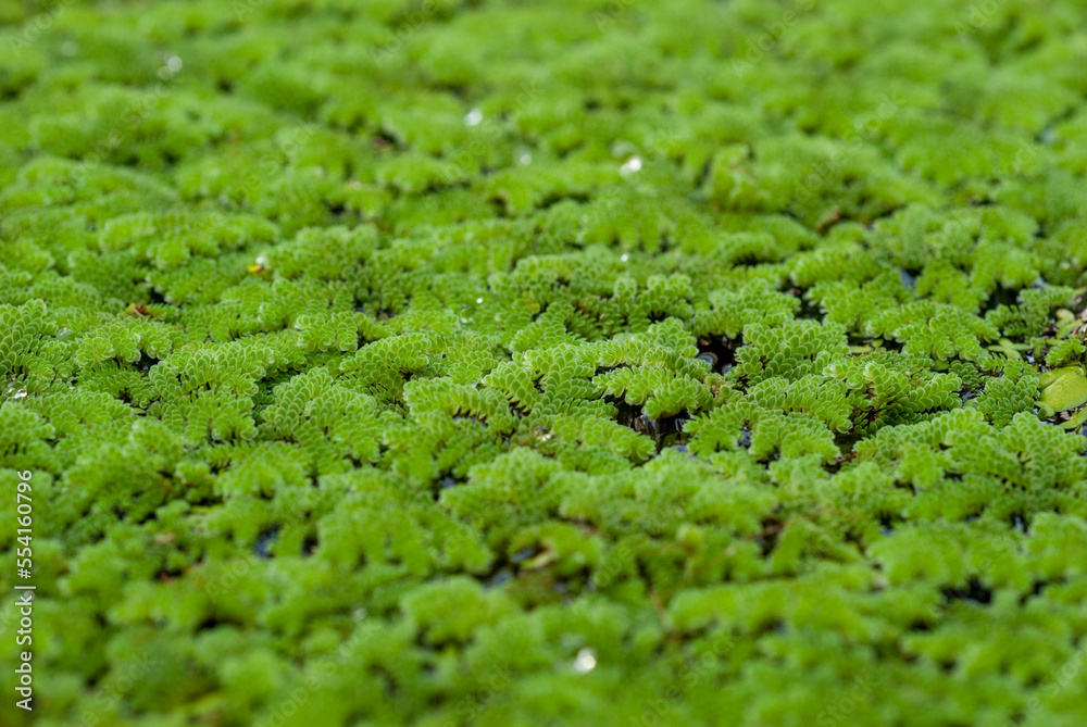Azolla Tree Azolla,Water Fern,Water Velvet (Scientific name : Azolla pinnata R.Br ...