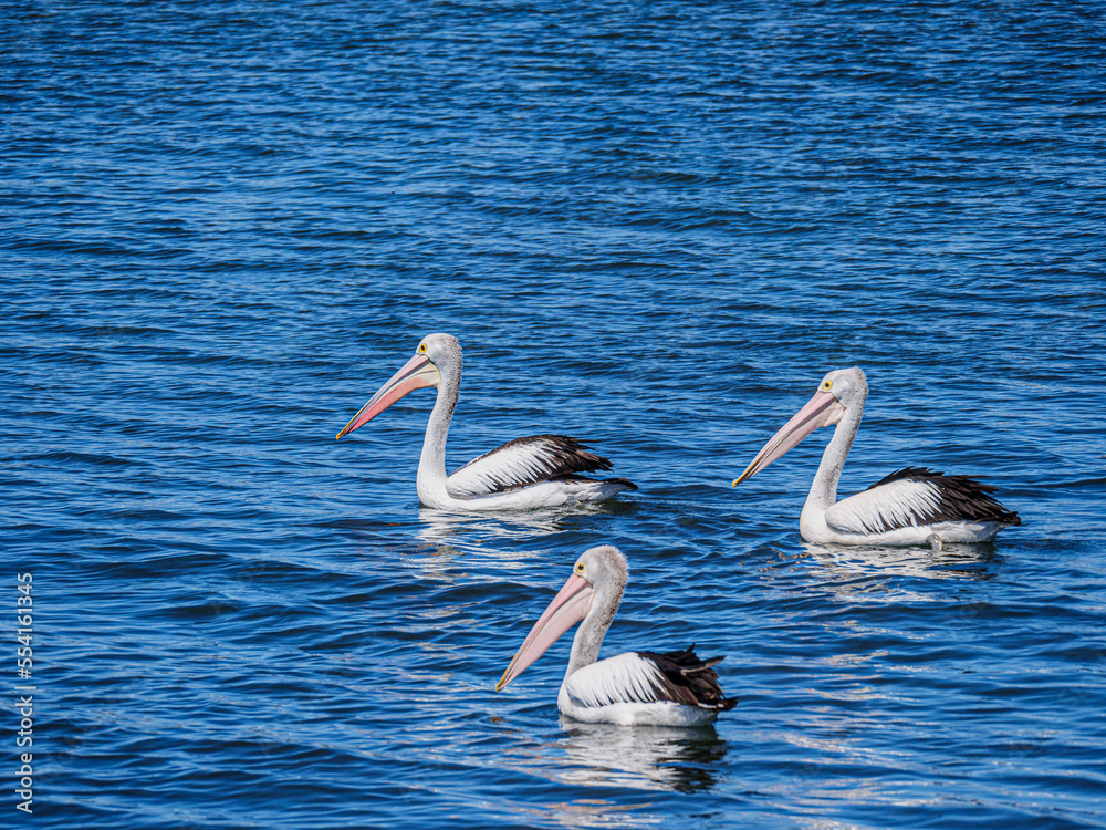 Trio Pelicans