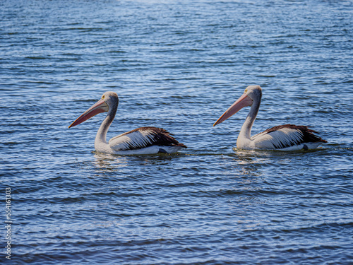 Pelicans In Echalon © david hutchinson