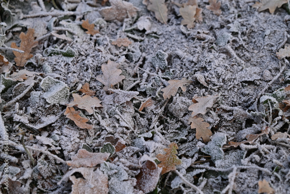 Frozen brown leaves on the forest floor,
