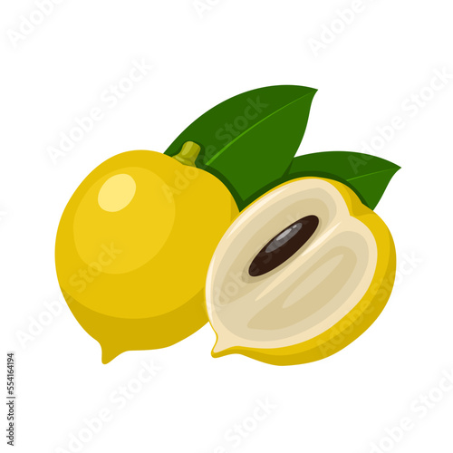Vector illustration, abiu fruit or Pouteria caimito, isolated on white background. photo