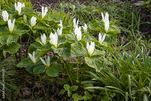 Trillium sidyachetsvetkovy. Variety now Queen. Trillium sessile L. Trilliaceae photo