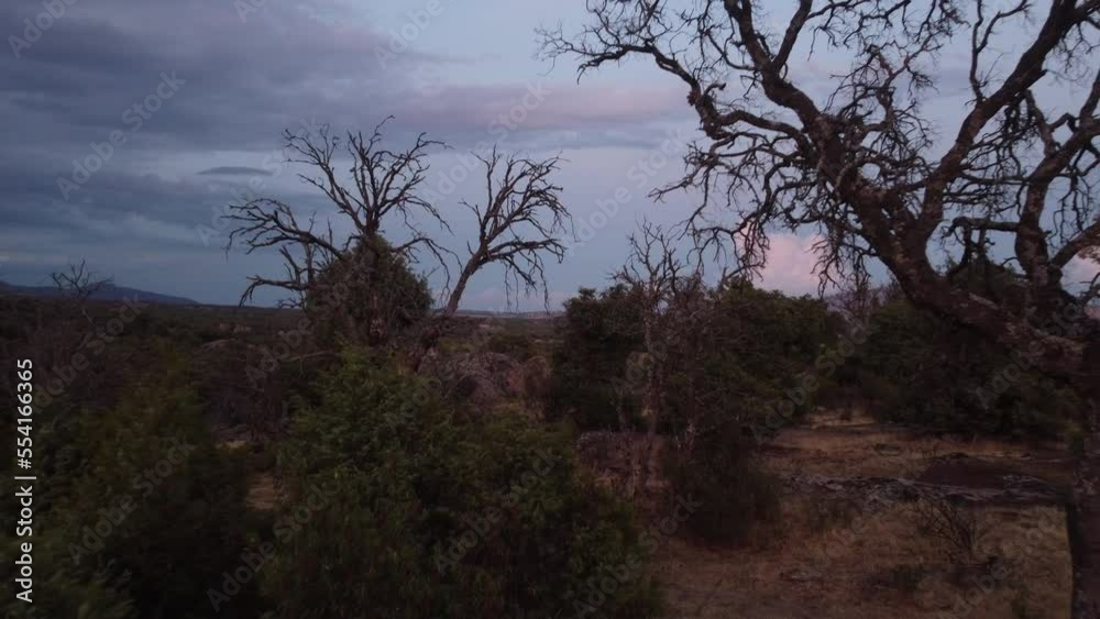 Dolly backward of bare trees in the stunning La Pedriza Encinas, Sierra de Guadarrama Dolly backward of bare trees in the stunning La Pedriza Encinas, Sierra de Guadarrama