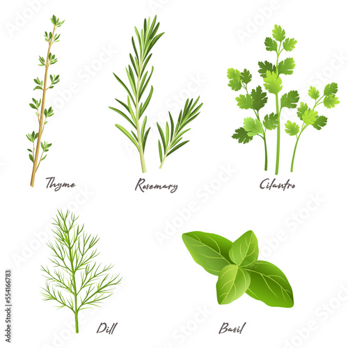 Culinary herbs isolated on white. Thyme, rosemary, cilantro, dill, basil