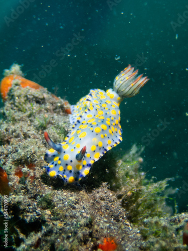 Blue with yellow spots nudibranch (Hypselodoris infucata) photo