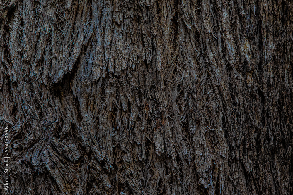 texture of the bark close up texture of the bark close up