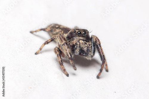 Macaroeris nidicolens jumping spider walking on a white wall under the sun