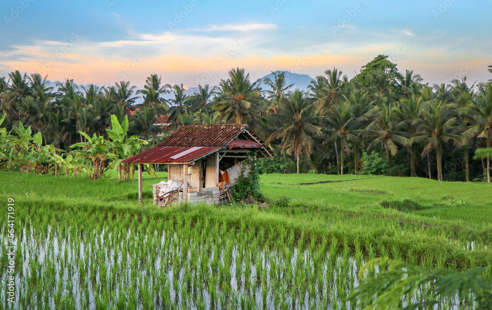 Rice Terraces in Bali, Indonesia Rice Terraces in Bali, Indonesia