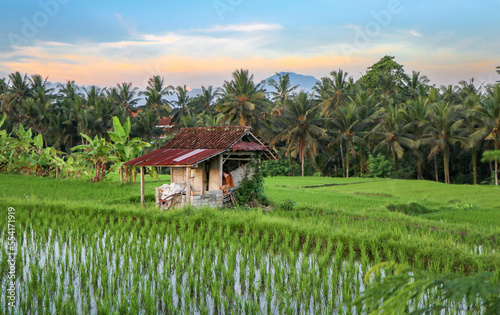 Rice Terraces in Bali, Indonesia