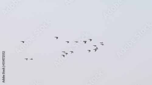 ducks flying through the winter sky slow motion