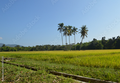 Rice Paddy Field On Hillside