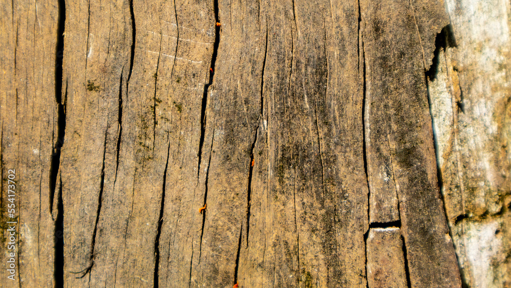 old wood texture as a background old wood texture as a background