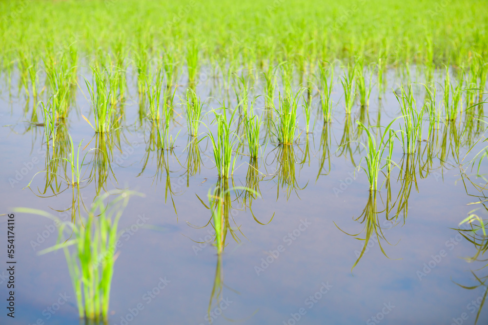 Obraz premium Rice sprouts in the paddy rice field