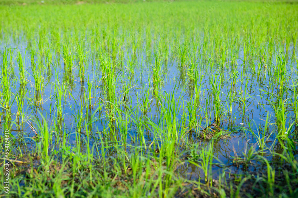 Rice sprouts in the paddy rice field