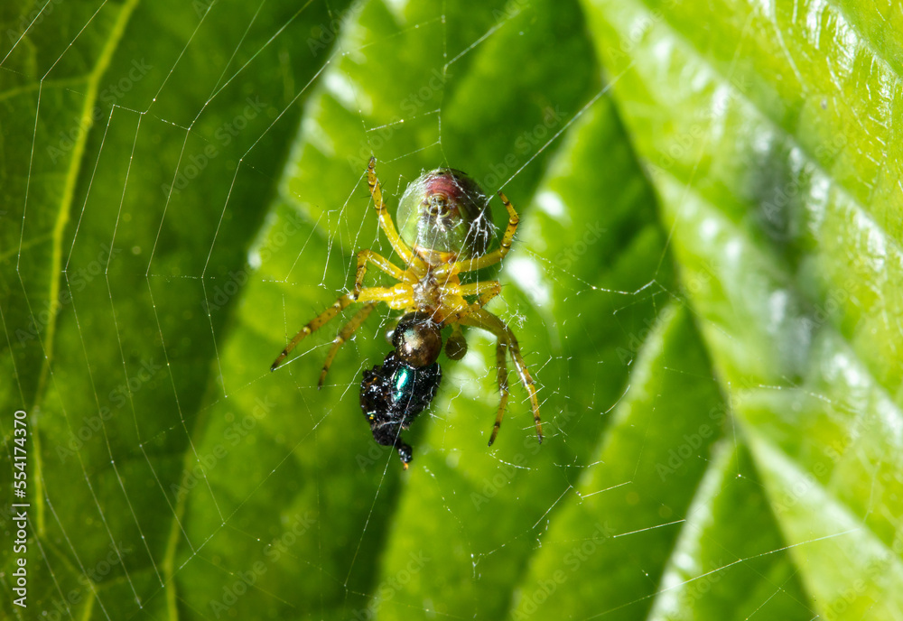 The spider caught the prey in the web in nature. The spider caught the prey in the web in nature.