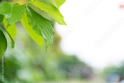 Fresh and green leaves background