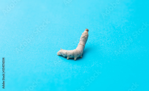 White silkworm on blue background