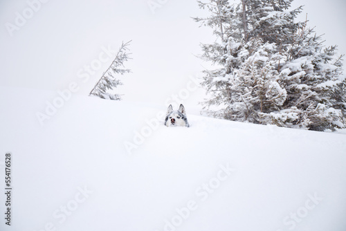 Portrait of Alaskan Malamute dog on snow. Winter hiking in the mountains. Carpathian mountains, Ukraine.