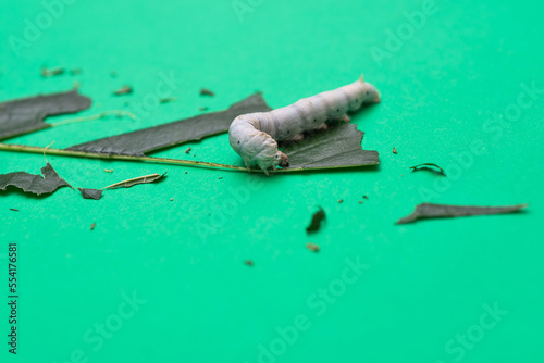 One silkworm eating mulberry leaf