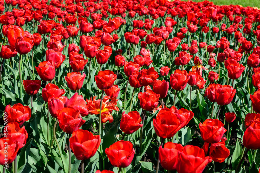Many delicate vivid red tulips in full bloom in a sunny spring garden, beautiful outdoor floral background photographed with soft focus Many delicate vivid red tulips in full bloom in a sunny spring garden, beautiful outdoor floral background photographed with soft focus