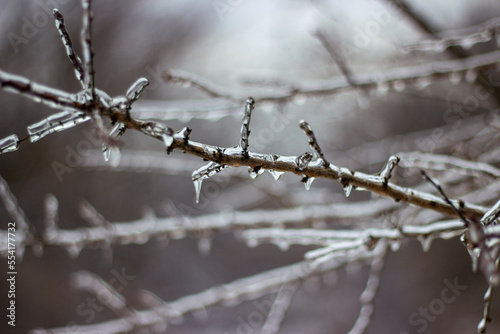 Icy branches of a tree. Macro. Winter, icing, close-up of frozen tree twigs. © Светлана Мищенко