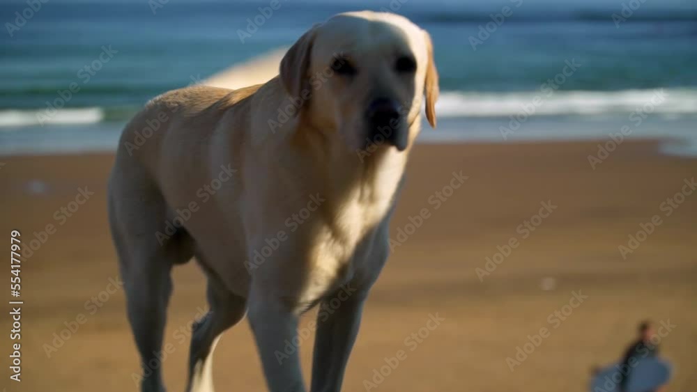 funny labrador white dog relaxed get pet and walk to say hi to everyone amazing blue sea waves in Sopelana Bilbao at the beach in the background of the sea on a sunny day with rocks and sand funny labrador white dog relaxed get pet and walk to say hi to everyone amazing blue sea waves in Sopelana Bilbao at the beach in the background of the sea on a sunny day with rocks and sand