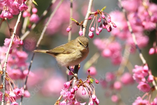 Chiff-chaff perched in pink blooming tree
