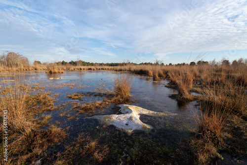Fototapeta Naklejka Na Ścianę i Meble -  Pond and heathers in the hill of Coquibus. Fontainebleau forest