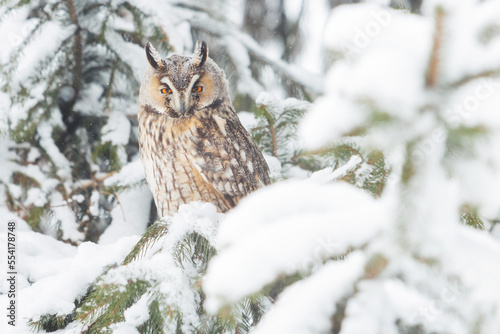 owl on a snow-covered tree