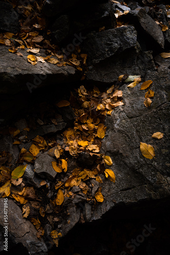 autumn leaves on the rocks