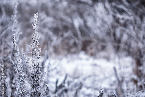 Winter atmospheric landscape with frost-covered dry plants during snowfall. Winter Christmas background