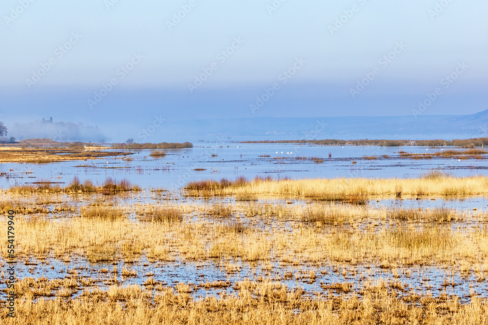 Wetland by a lake at spring