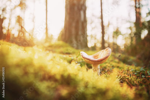 Forest Mushroom Drenched In Bright Sun. Russula Emetica - Sickener, Emetic Russula, Or Vomiting Russula. Autumn Forest. Conditionally Edible Fungus. photo