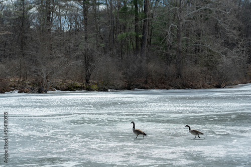 Geese walking on frozen pond