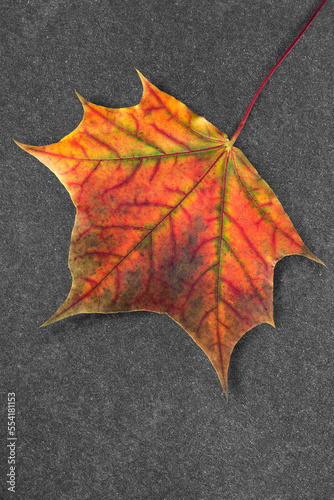 Colorful maple leaf on black