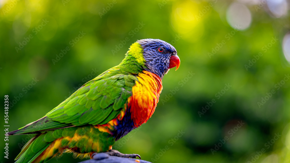 Colourful lorikeets sitting on the person's head Colourful lorikeets sitting on the person's head