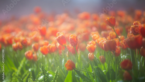 orange tulips in the garden