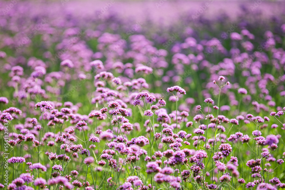 field purple of flowers