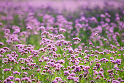 field purple of flowers