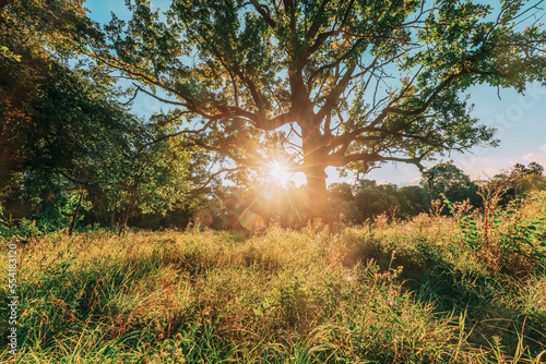Low angle view Sunlight sunshine sun and grass Old wood oak tree in Summer sunny day. Sunlight Sunshine Through Oak Forest Tree. Sunny Nature Wood Sunlight. green greenery lush branches, green life