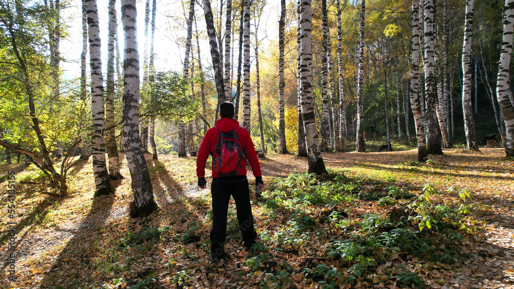 Obraz premium A guy in the autumn forest touches a birch tree. Sunrise. Long shadows from trees fall to the ground with yellow leaves. A man in a red sports jacket and with a backpack. Enjoying the moment