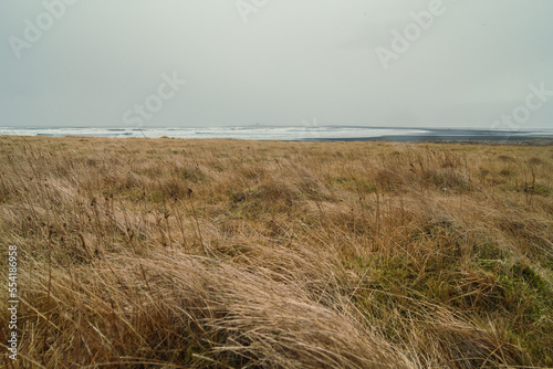 Fototapeta Naklejka Na Ścianę i Meble -  Dry grass field on beach landscape photo. Beautiful nature scenery photography with ocean on background. Idyllic scene. High quality picture for wallpaper, travel blog, magazine, article