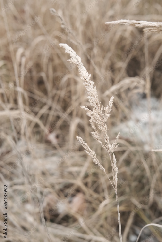 Fototapeta premium Winter attribute, frost and snow on the nature park